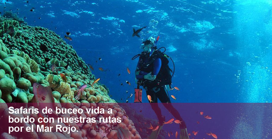 Foto de fondo submarino