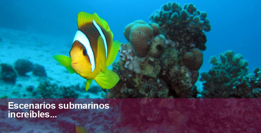 Foto de fondo submarino