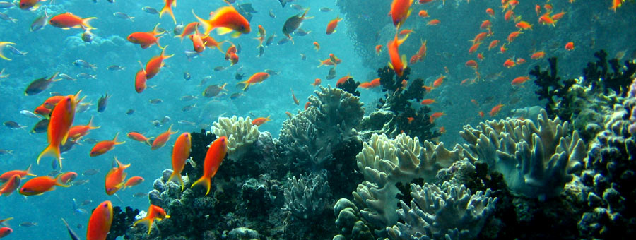 imagen de fauna submarina